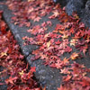 京都の写真05